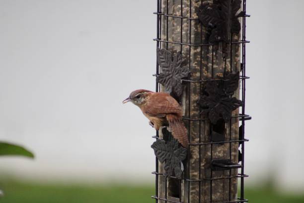 carolina wren - sunflower seed bird seed dried food healthy eating fotografías e imágenes de stock