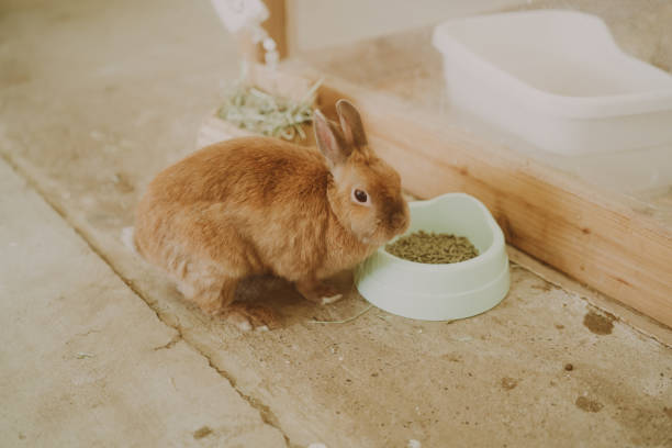 istock Rabbit in a rabbit hutch on a farm 1759652385