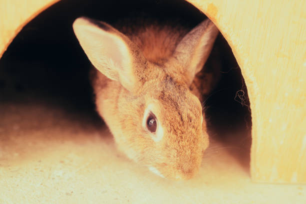 istock Rabbit in a rabbit hutch on a farm 1759652408