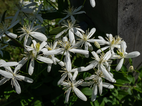 Close-up shot of the Sweet autumn clematis or virginsbower (Clematis terniflora) flowering with white flowers in early autumn