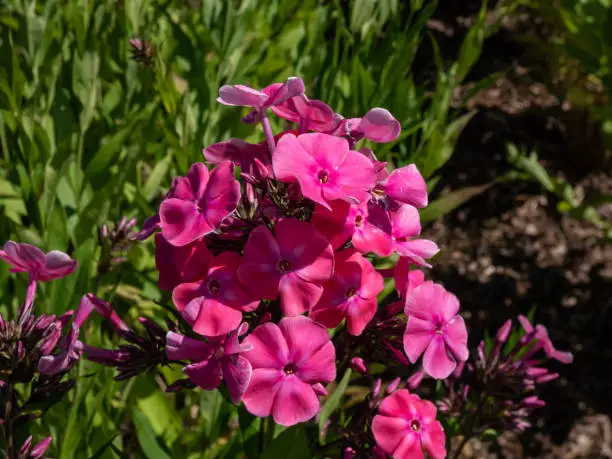 Photo of Close-up of the Largeleaf phlox (Phlox amplifolia Britton) 'Tehumseh' flowering with bright pink flowers in the garden in late summer