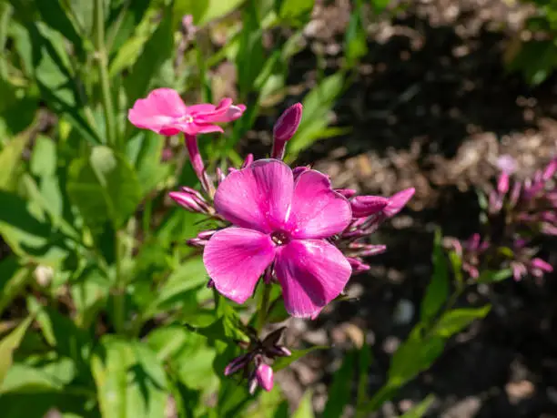 Photo of Close-up of the Largeleaf phlox (Phlox amplifolia Britton) 'Tehumseh' flowering with bright pink flowers in the garden in late summer