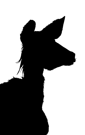 Side Profile Image of Kudu Cow Listening Silhouette