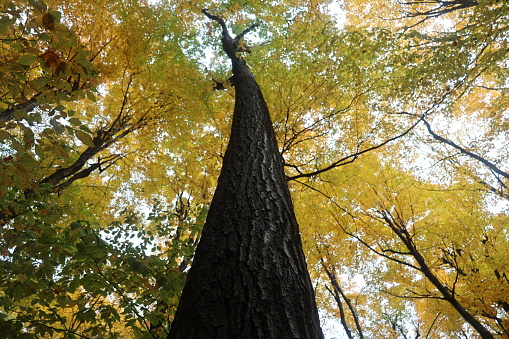 A large tree trunk soars towards the canopy in autumn when the foliage is very colored.  The tree trunk appears black because it is wet after a rainfall, providing high contrast.

The photo taken in October in Southern Quebec.