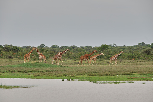 Group of tall Giraffe walking through the savannah of the Maasai Mara national nature reserve in Kenya at the northern tip of the Serengeti in Tanzania, Africa.