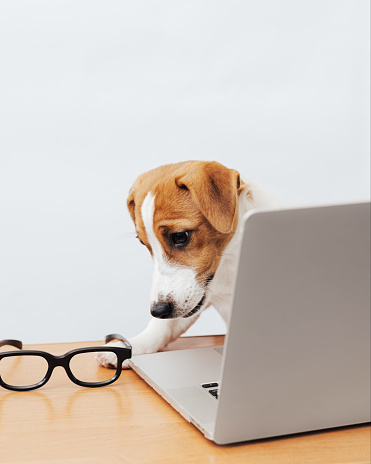 Cute jack russell terrier dog working at the table looks into the laptop, copy space