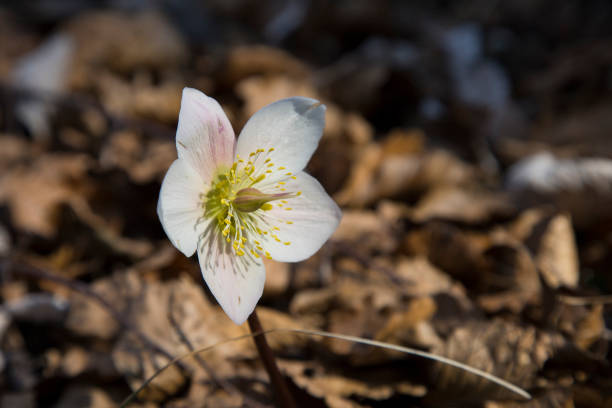 istock “Helleborus” or “winter rose” 1759709910