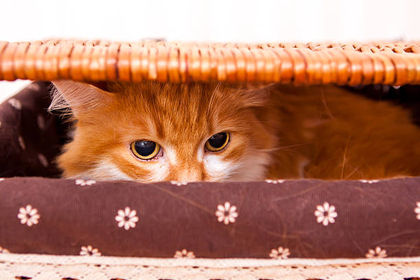 red cat in box stock photo