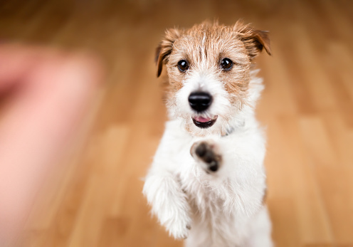 Cute dog puppy begging for snack food and giving paw. Puppy training background. Friendship, relationship of owner and pet.