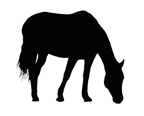 Vector illustration of Portrait Silhouette of Large Horse Grazing