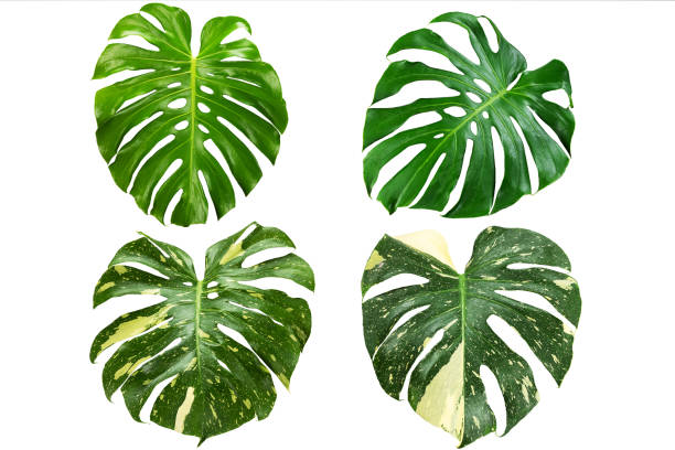 istock Green and variegated monstera leaves on white background with clipping path 1759734849