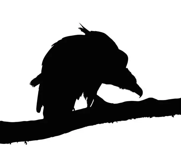 Vector illustration of Portrait Silhouette of Large Vulture on Branch