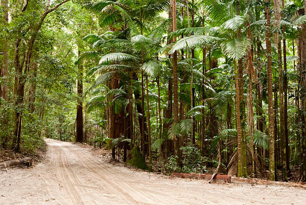 Forest on the sand, Fraser Island, Australia Forest on the sand, Fraser Island, Australia fraser island stock pictures, royalty-free photos & images