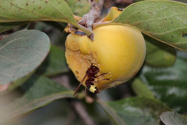 Oriental hornet Vespa orientalis eating a ripening Persimmon 