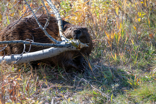 North American Beaver (Castor canadensis) carrying a tree branch to the water