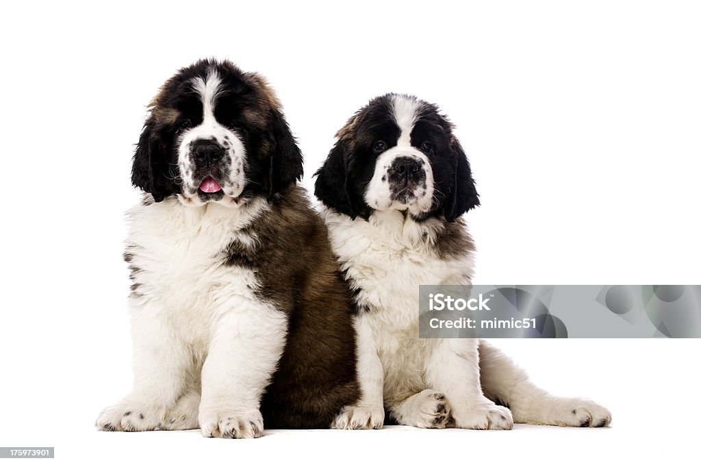 Due Cuccioli di San Bernardo isolato su bianco - Foto stock royalty-free di Animale