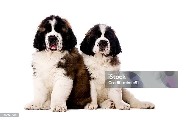 Due Cuccioli Di San Bernardo Isolato Su Bianco - Fotografie stock e altre immagini di Animale - Animale, Animale da compagnia, Bianco