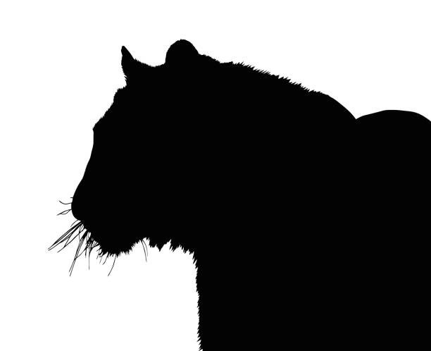 istock Portrait Silhouette of Large Tiger Face 1759739078