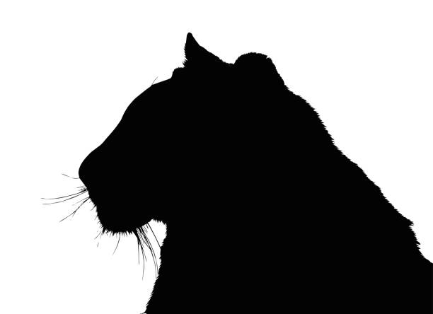 istock Portrait Silhouette of Large Tiger Face 1759739260