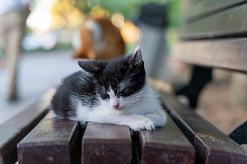 sweet cat poses for the camera