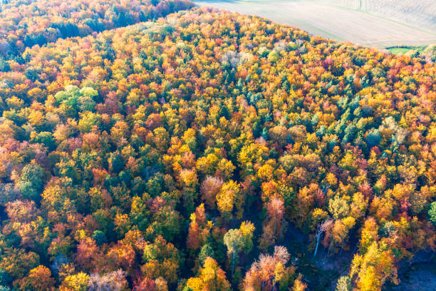 istock The Taunus in autumn 1759741526