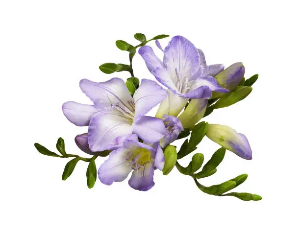 Purple freesia flowers and buds in a floral arrangement Purple freesia flowers and buds in a floral arrangement