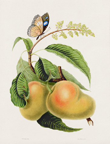 Antique fruit and butterfly illustration. A Butterfly on a Mazagon Mango Tree. Antique natural history book illustration based on sketches by a naturalist on his journey through India in the early 19th century. Circa 1810.