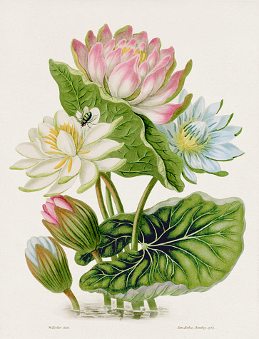 Antique botanical illustration. Red Blue and White Lotus. Antique natural history book illustration based on sketches by a naturalist on his journey through India in the early 19th century. Circa 1810.