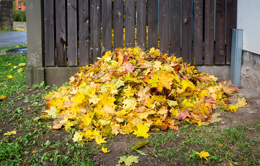 pile of raked autumn yellow leaves at wooden fence .