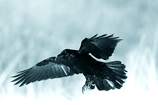 Raven in flight. XXLClick for more birds.