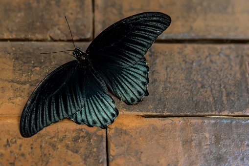 Great mormon butterfly or Papilio memnon on the brick wall. Close up of dark, black with blue detail beautiful Southeast Asian butterfly