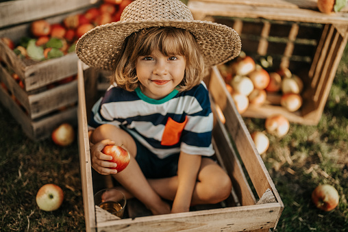 Cute little toddler boy holds ripe red apple in wooden box in orchard. Son in home garden explores plants, nature in autumn countryside. Amazing scene. Family, love, harvest, childhood concept