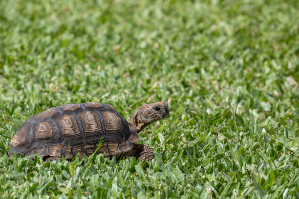 istock Turtle wandering around the garden 1759784619