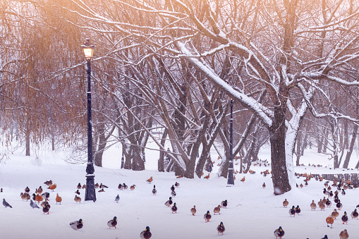 Lots of wild ducks in snowy winter park walking on pond ice.