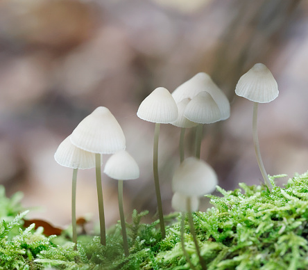 Cap 1-5cm across, broadly conical, whitish  to gray-brown with an olivaceous tint, striate.
Stem 20-40x1-2mm, grayish, the color fading with age, base covered in white down.
Flesh white in cap, gray in stem. Taste mild, smell strongly iodoform.
Gills crowded, adnexed, white at first, later pinkish.
Habitat: on stumps and branches of deciduous trees.
Season: Autumn.

This is a very common Species in the Netherlands.