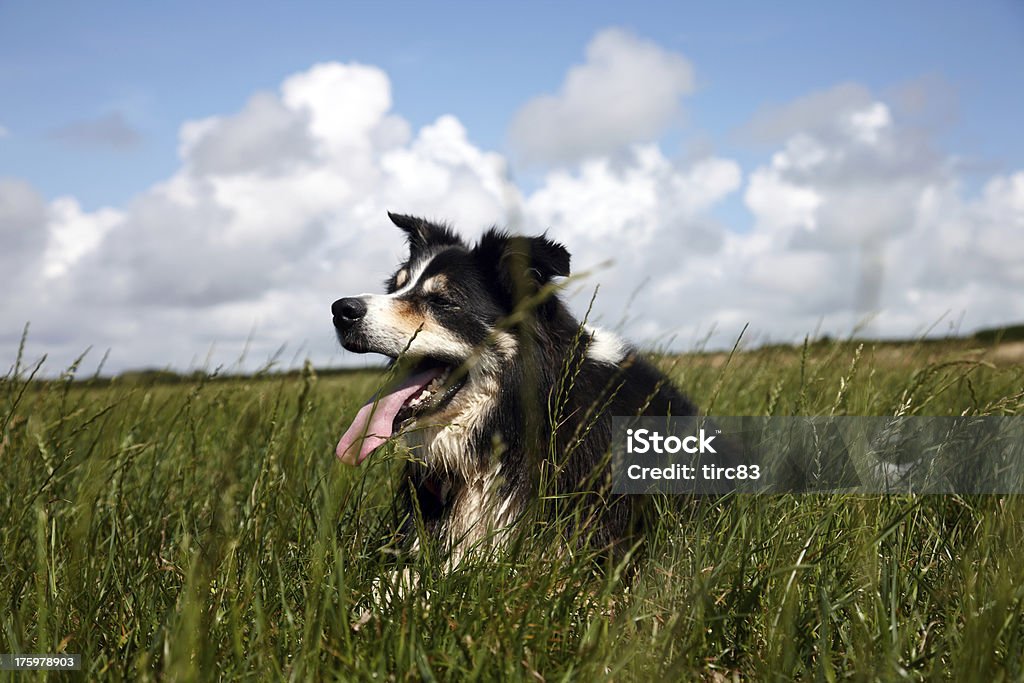 Border collie allongé sur l'herbe - Photo de Animaux de compagnie libre de droits