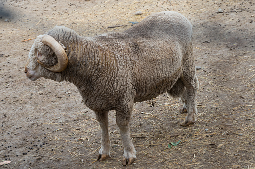 Baby Merino Sheep enjoying the sunshine in a paddock
