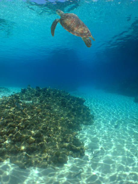 sea turtle swimming in the crystal clear waters