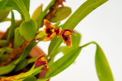 Maxillaria Variabilis Red orange yellow flower buds. Phalaenopsis flowering of a rare of orchids. White background. Big flowers pot garden cattleya orchidaceae family.