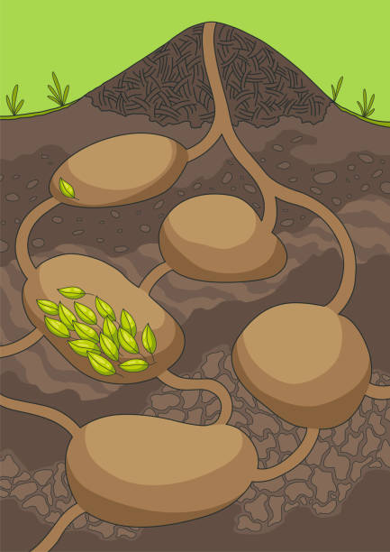 ilustrações de stock, clip art, desenhos animados e ícones de empty anthill in section under ground. termite nests with labyrinths. house for forest insects. hand drawn vector illustration - ant underground animal nest insect