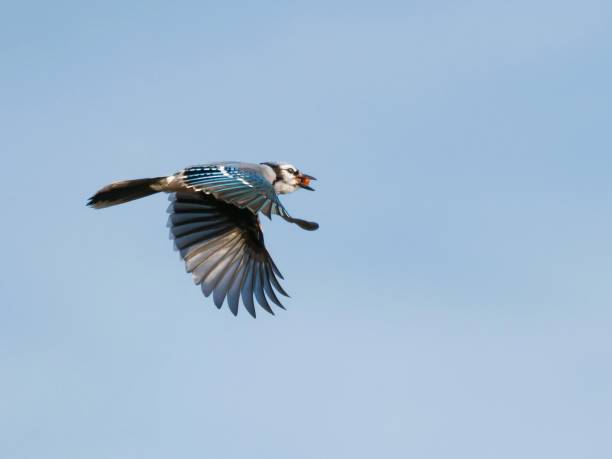 istock White-throated magpie-jay soaring through the sky with wings spread wide. 1759829491
