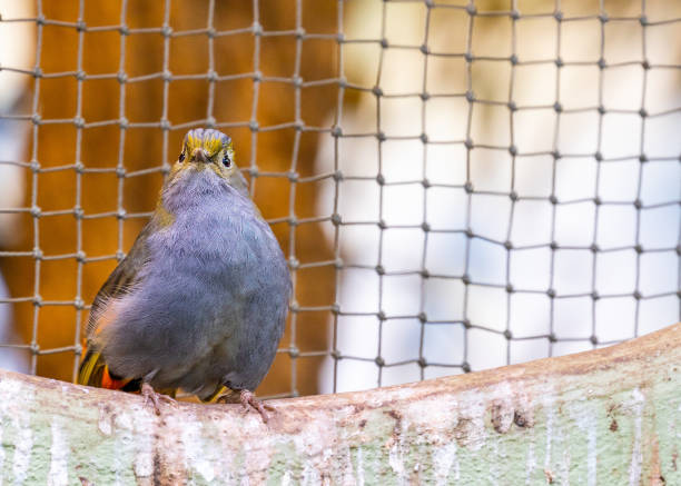 istock Steere's Liocichla (Liocichla steerii) Spotted Outdoors 1759833038