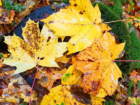 Autumn rain-wet maple leaves on an old oak stump. Autumn landscape in the forest. Texture of fallen leaves.