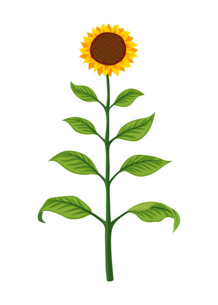 ilustraciones, imágenes clip art, dibujos animados e iconos de stock de etapa de crecimiento del girasol, planta madura. desarrollo de plantas agrícolas. fase de progresión de la animación de cosecha - growth development sunflower progress