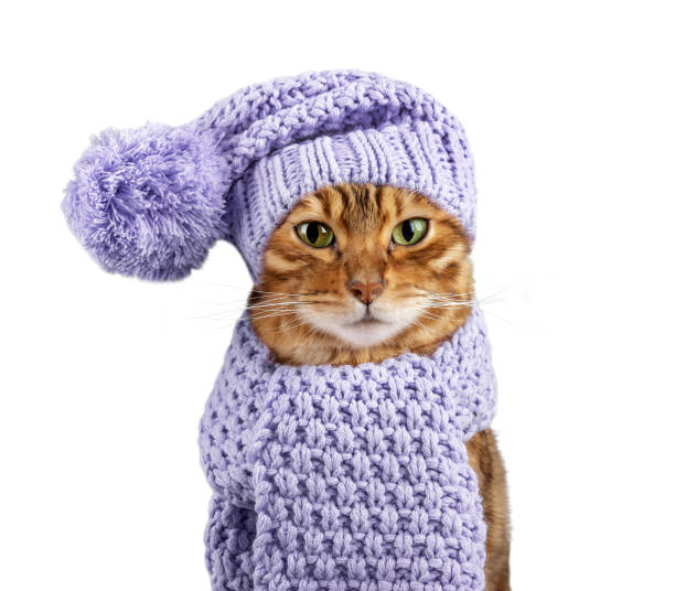 istock Bengal cat in a warm knitted hat and scarf on a white background. 1759854409