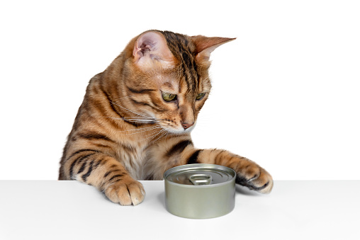 Bengal cat and cat food on a white background. Feeding the cat.