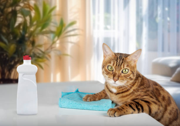 istock The cat wipes the table with a microfiber cloth. 1759857283