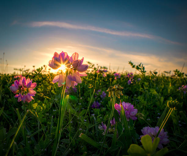 istock Sunset Through The Purple Vetch 175986125
