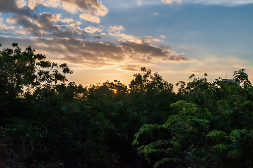 Sunrise and golden hour views of the trees in the Mayakoba nature preserve in the Riviera Maya, Quintana Roo section of Mexico