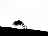 A silhouette of a lonely tree which has grown to lean away due to the predominant westerly winds in the UK